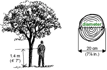 Illustration of tree diameter measured at 1.4 metres above the ground.
